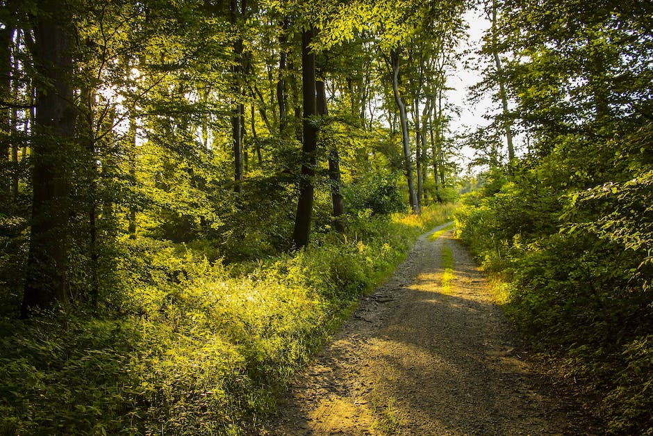 A serene image of a hiking trail through a lush forest, showcasing the beauty of nature in its tranquility.